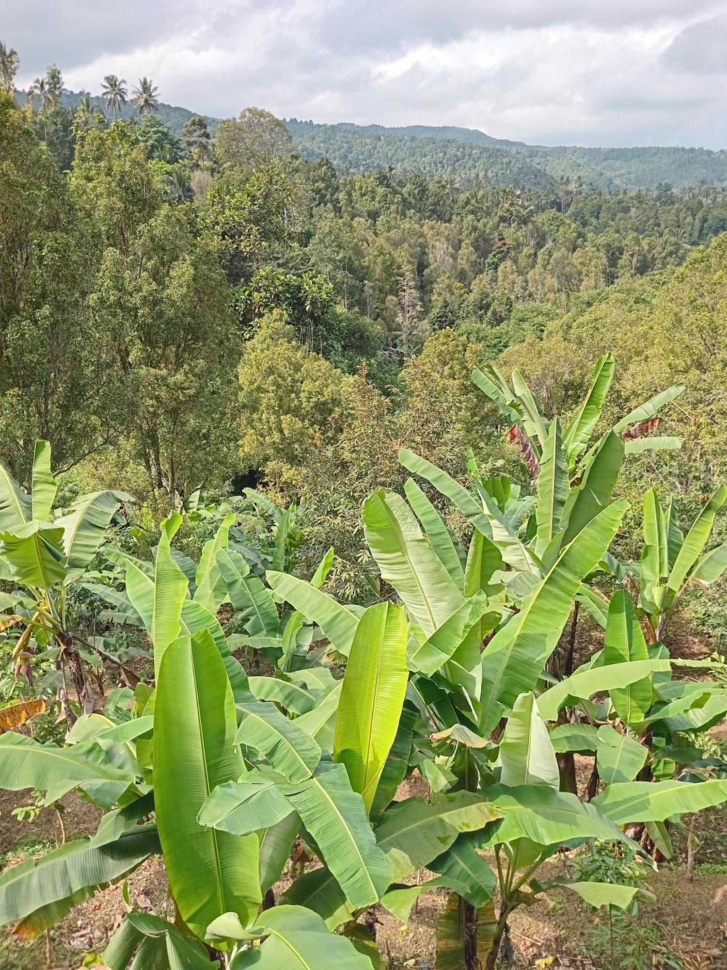 Kanaya Homestay & Warung Heaven Munduk Eksteriør bilde